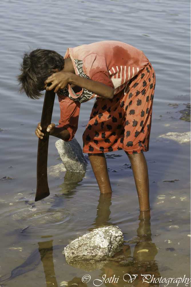 A young boy collecting mussels in the backwaters located  in Kalpakkam