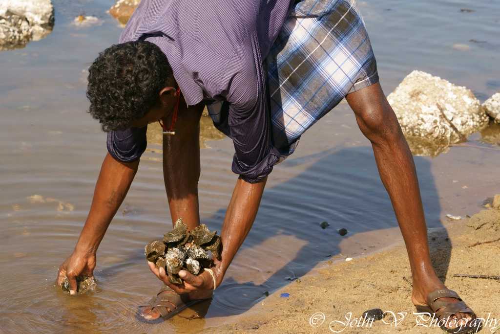When natives made inroads to their settlements, Irular shifted their forest bases from one to another and finally ended up with seasonal fishing. Wild resources like mussels, sea shells, sea urchins and corals are also collected.