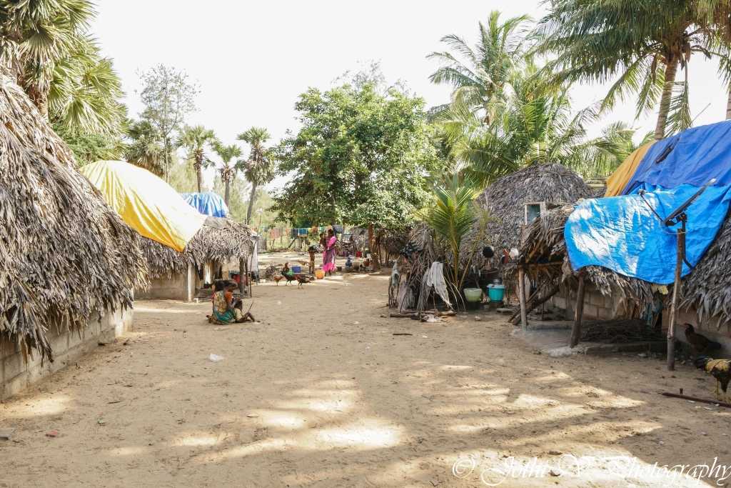 Irulars in the village located near Kalpakkam use Palm leaves to build their roofs….