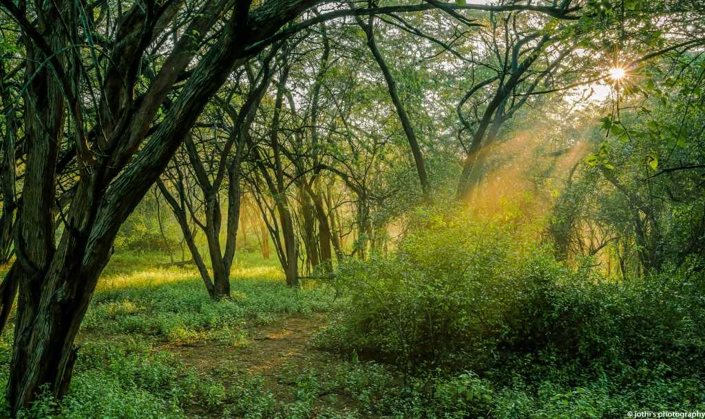 Annamalai Tiger Reserve Forest Range