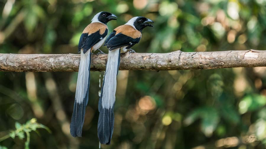 Thattekad & Munnar Bird Photography Thattekad & Munnar Bird Photography