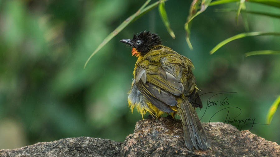 South Andaman Bird Photography South Andaman Bird Photography