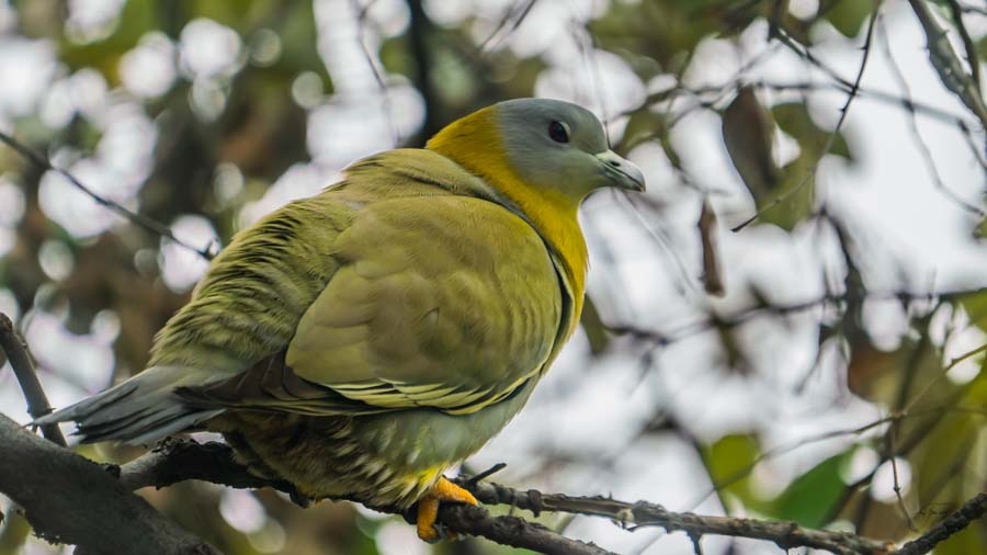 Bharatpur Photography Tour
