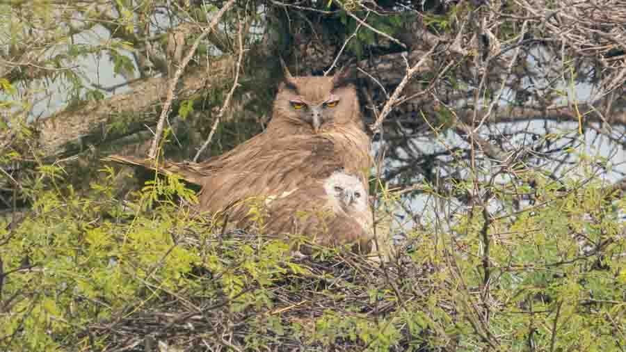 Bharatpur Photography Tour Bharatpur Photography Tour
