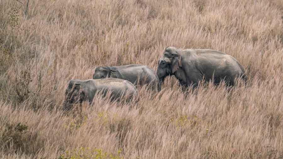 Jim Corbett National Park