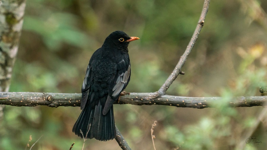 Sattal - Pangot Birding Sattal - Pangot Birding