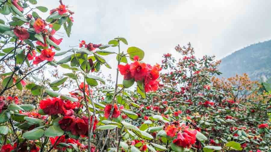 Rhododendron Blossom @ Sikkim