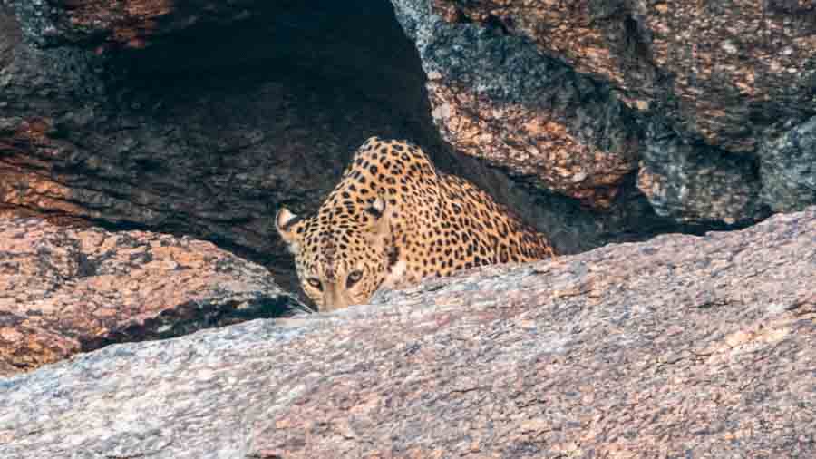 Jawai - The Land of Leopards