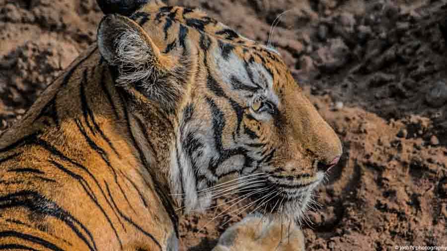 Kanha + Bandhavgarh Kanha + Bandhavgarh