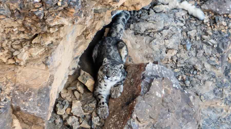 Snow Leopard @ Thrilling Kibber Snow Leopard @ Thrilling Kibber