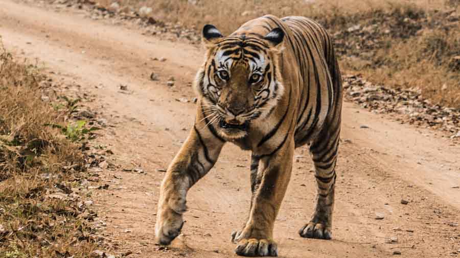 Beauty of Satpura Beauty of Satpura