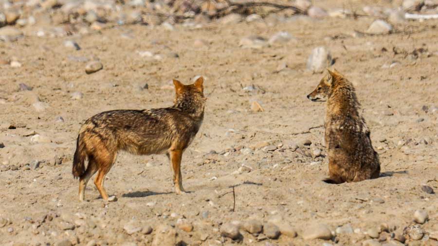 Tipeshwar - Cubs Special Tipeshwar - Cubs Special