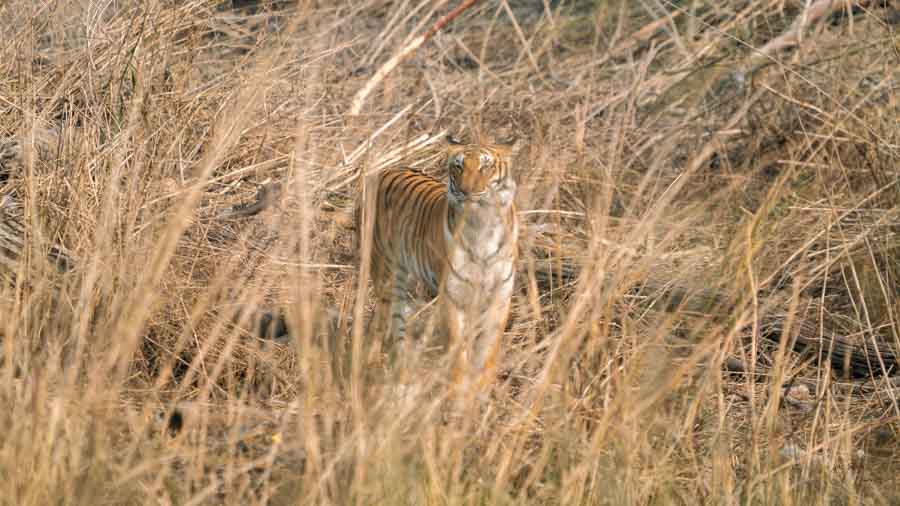 Jim Corbett National Park
