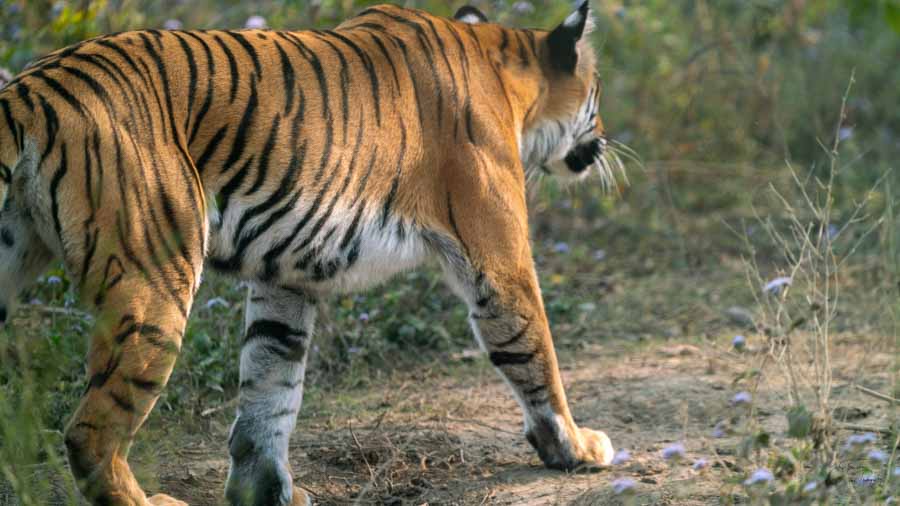 Bandhavgarh - Winter Trails Bandhavgarh - Winter Trails