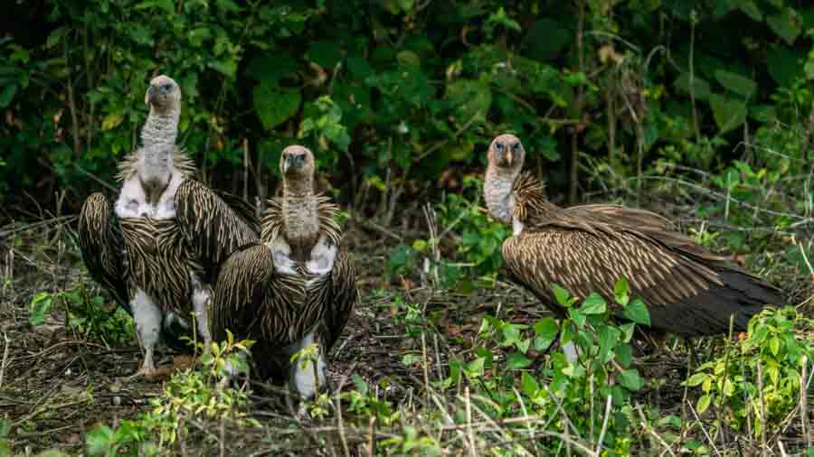 Adventures of Terai Adventures of Terai