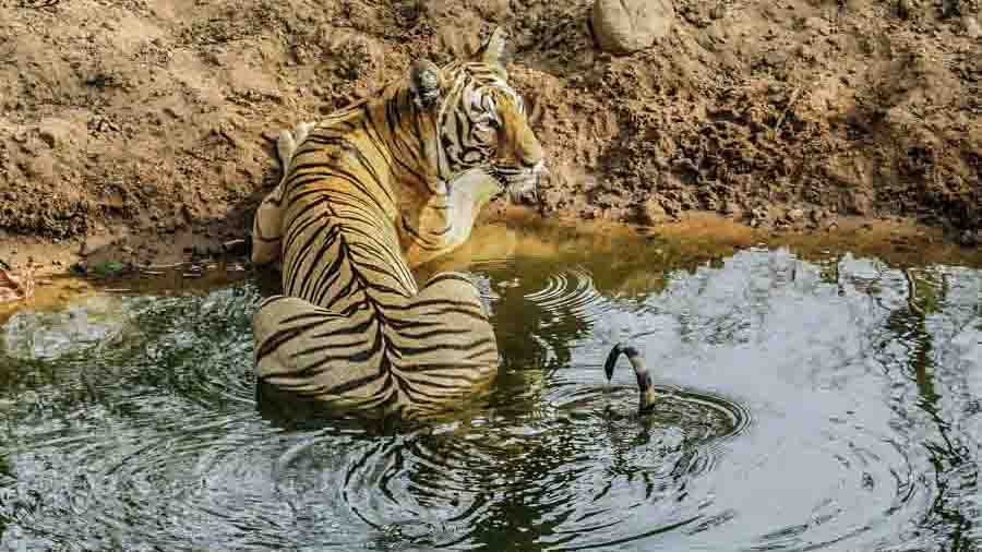 Panna - Tiger Trails Panna - Tiger Trails